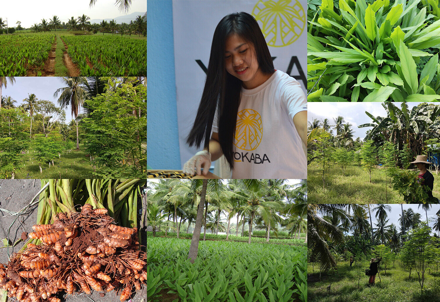 250 Capsules Turmeric Curcumin 5000mg Herbal Extract with BioPerine by YOKABA - Image 9