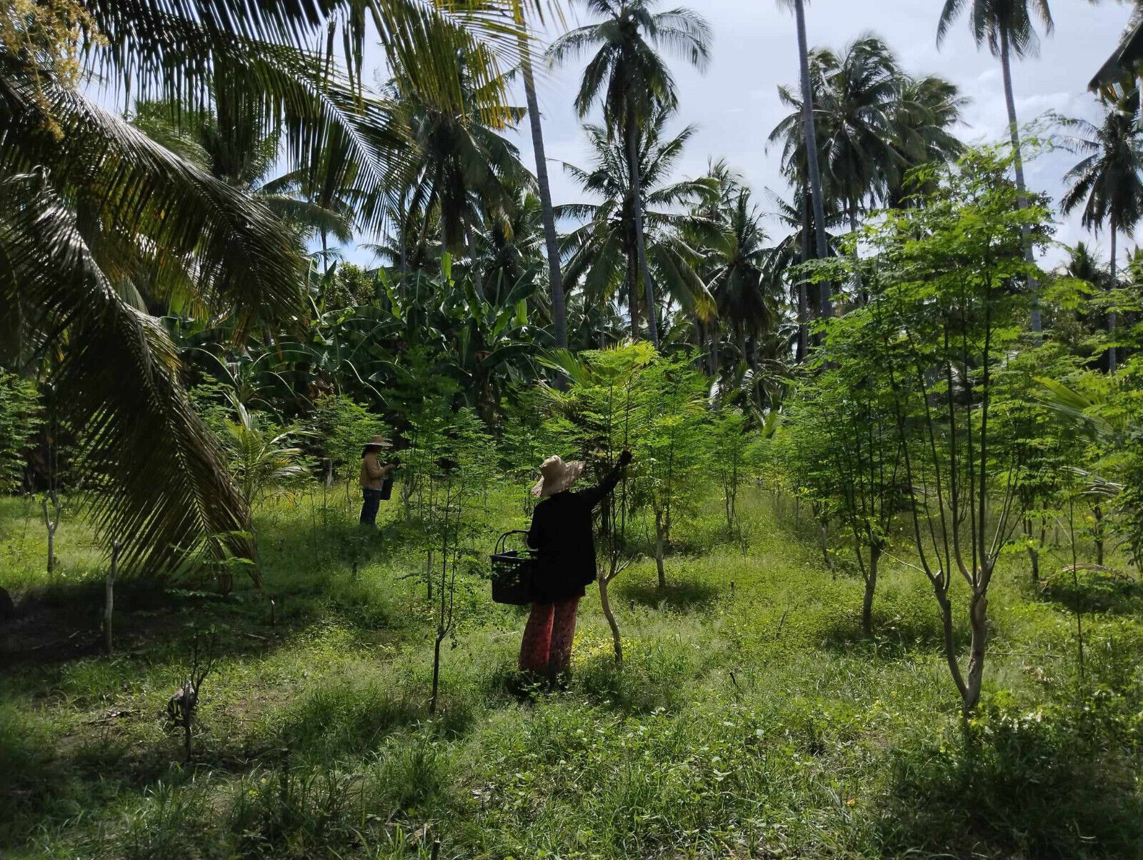 250 Capsules Turmeric Curcumin 5000mg Herbal Extract with BioPerine by YOKABA - Image 10